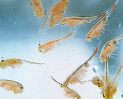 Coevolution not healthy for the female sea monkey
